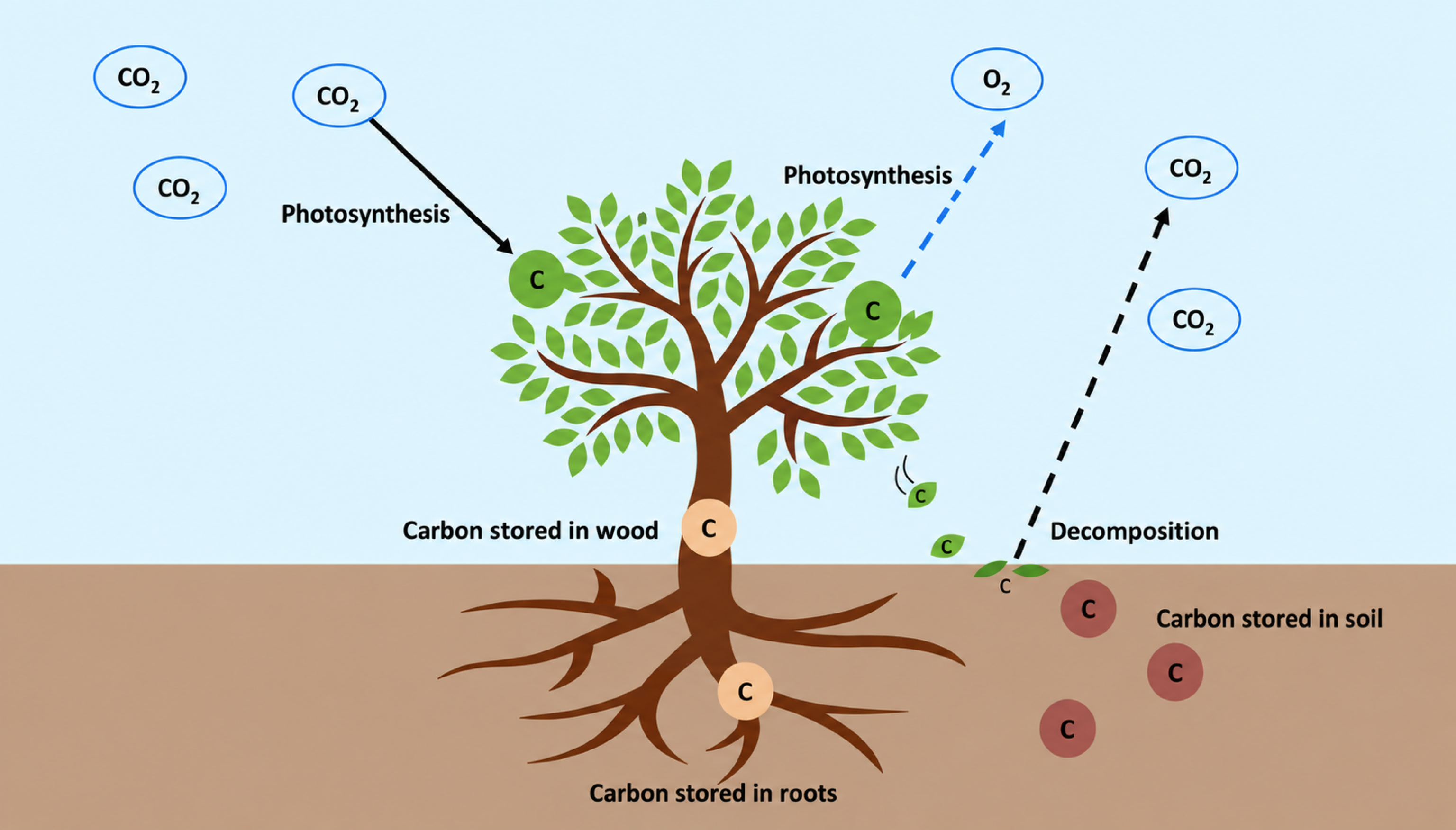 How trees absorb and store carbon
