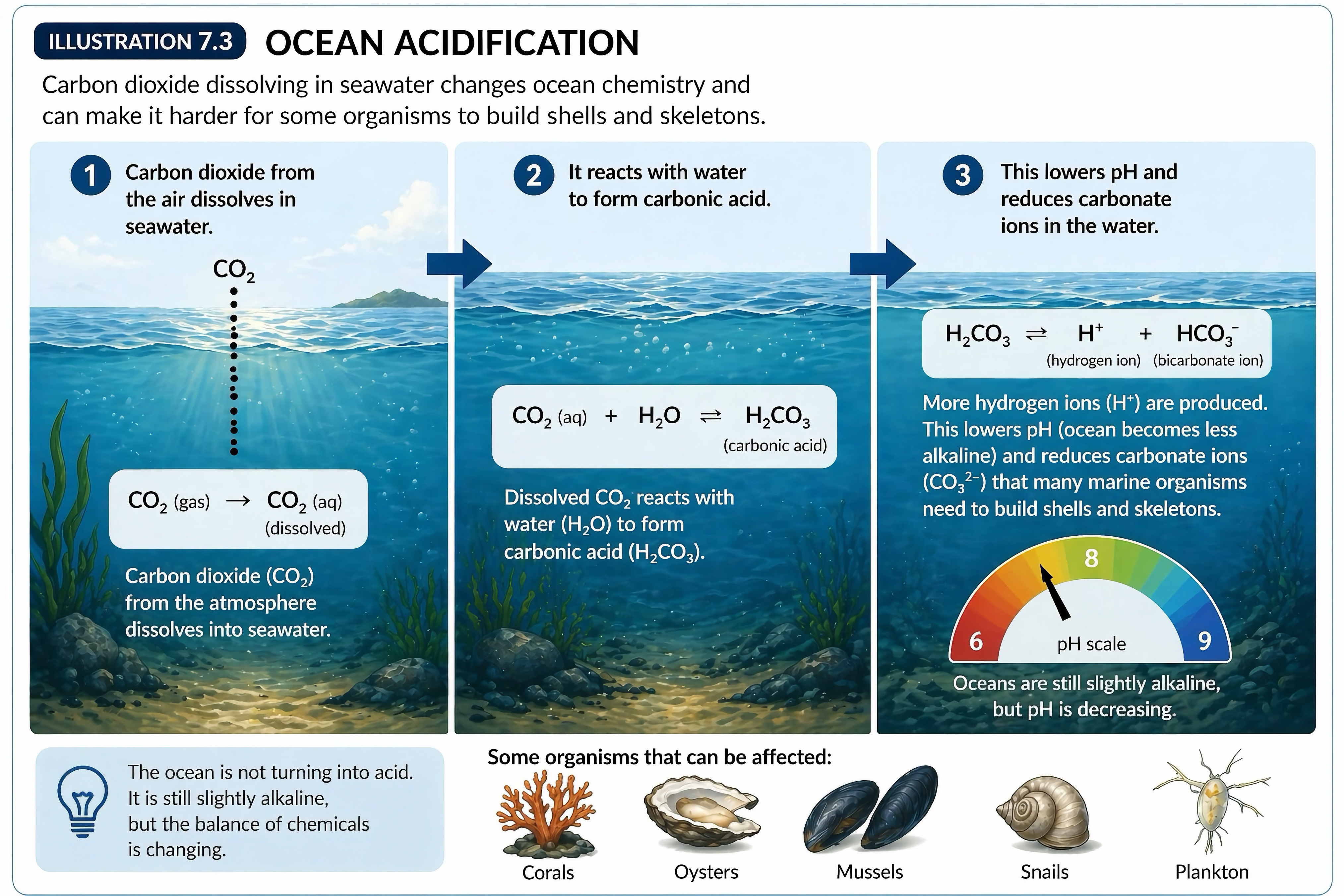 Ocean acidification